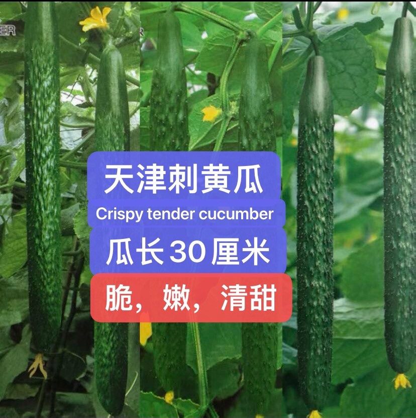 2Varieties Chinese Cucumber Seeds pack28seeds each. 天津刺黄瓜，水果黄瓜（旱黄瓜）种籽.每种28粒，共56粒