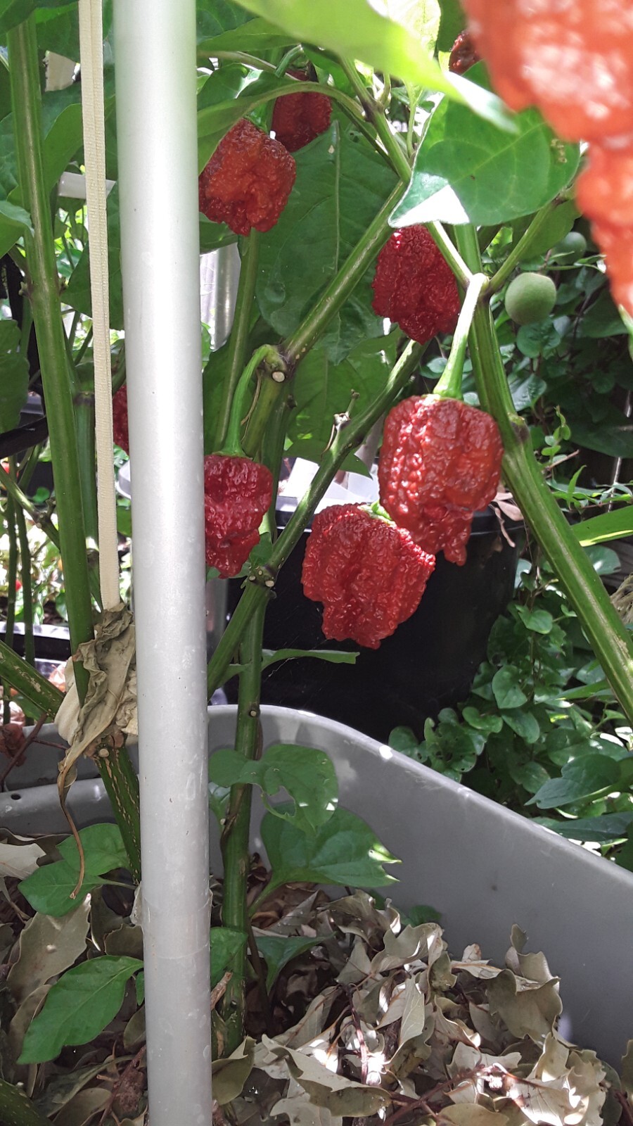 50+ Chocolate Carolina Reaper Chili Pepper Seeds World Record Hot Peppers
