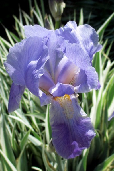 Zebra White Green Tall Bearded Iris Freshly Dug 1 starter plant