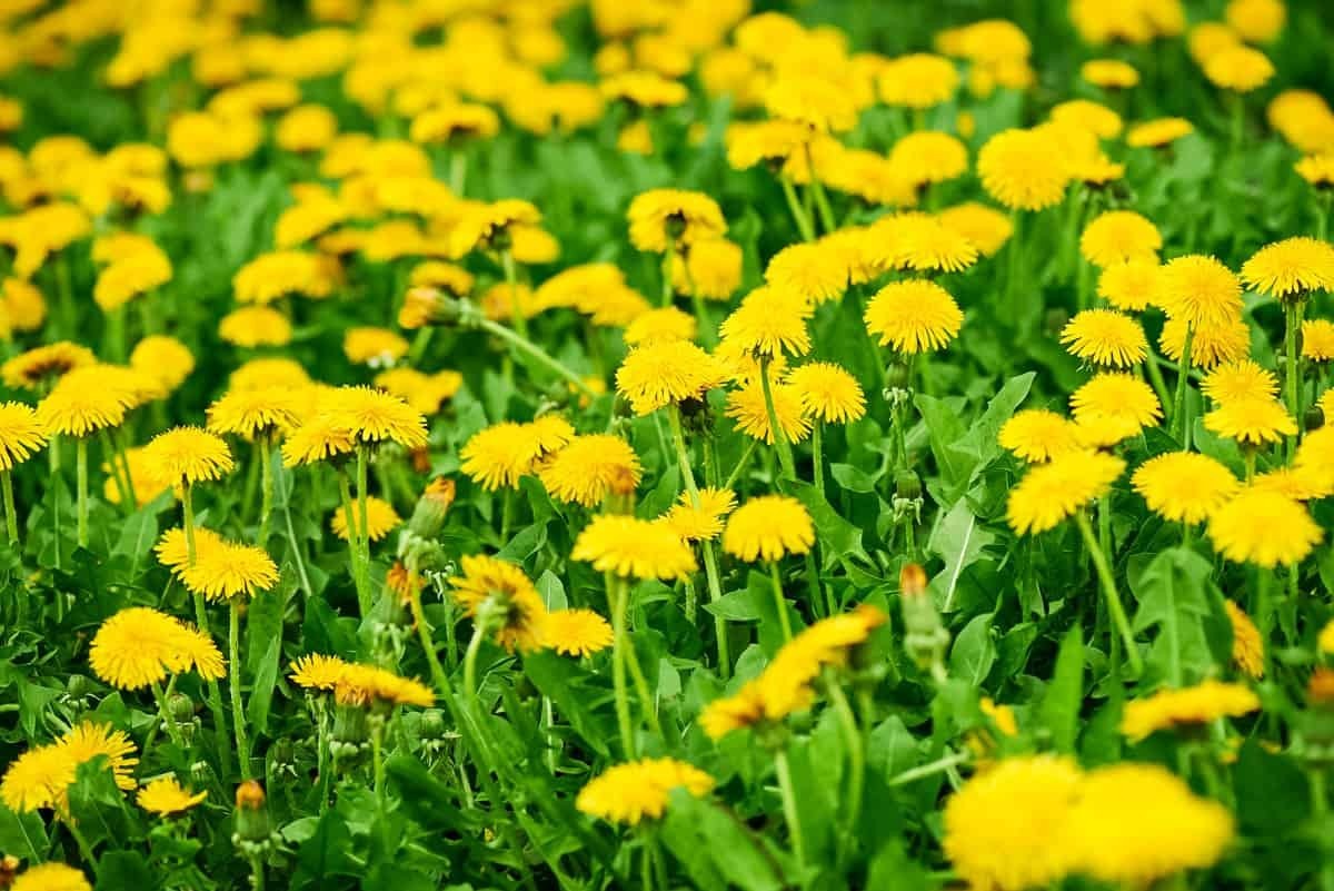 4000+ Dandelion Seeds for Planting – Heirloom Non-GMO Taraxacum Officinale Seeds