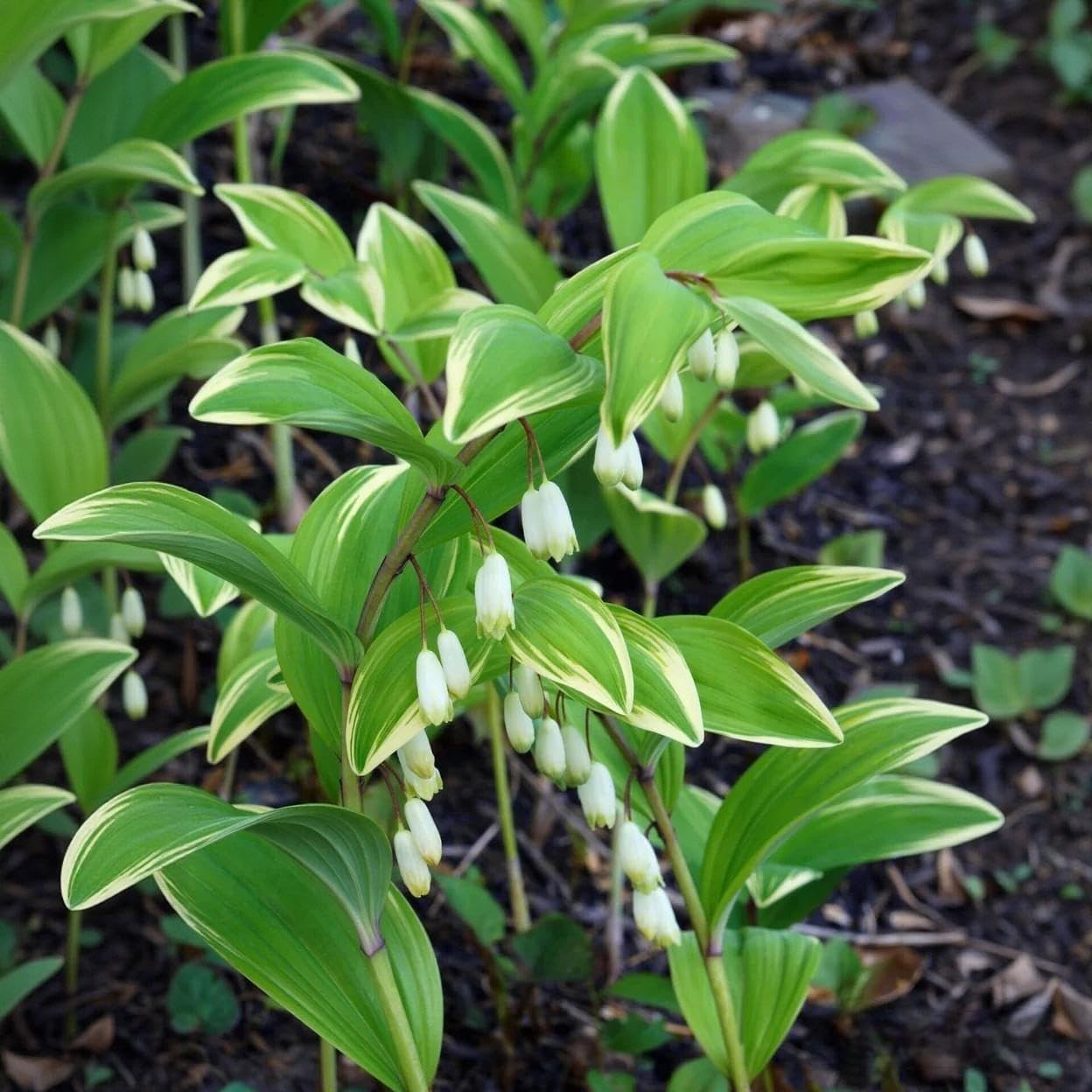 18 Solomon’s Seal Seeds, Polygonatum Perennial Flower Seeds for Shade Garden, El