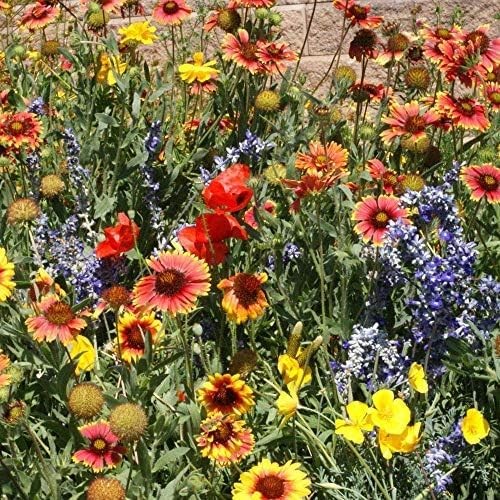 Outsidepride Dryland Wildflower Seed Mix – 1/4 lb. Colorful Blend of Drought Tol