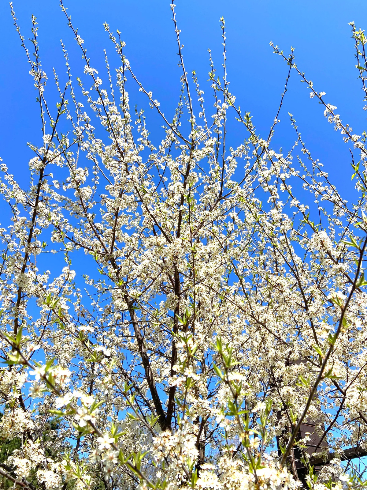 American Plum Tree Seeds – For 2026 Planting Prunus Americana Wild Plums Red