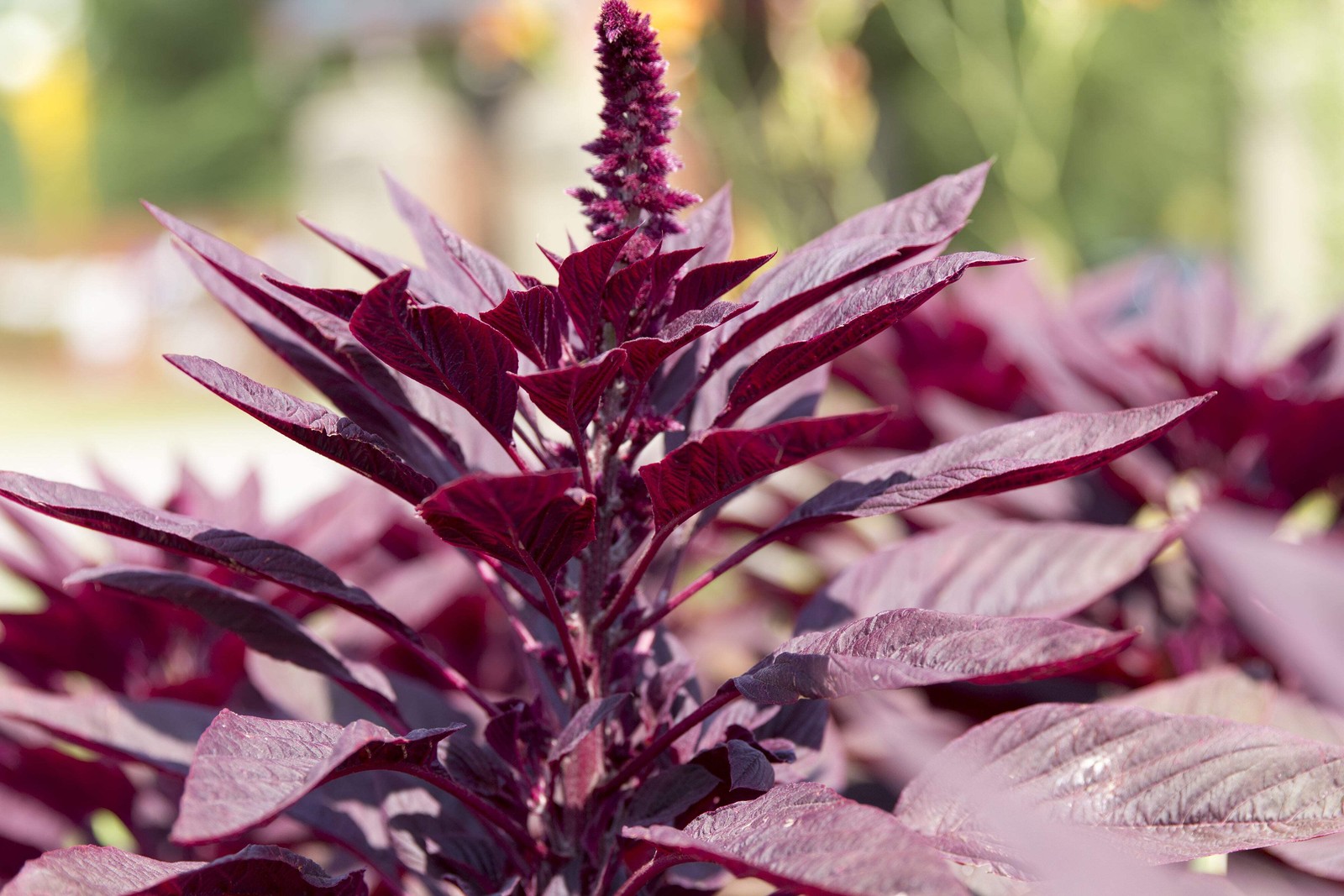 250 BURGUNDY AMARANTHUS Hypochondriacus Amaranth Grain Vegetable Flower Seeds