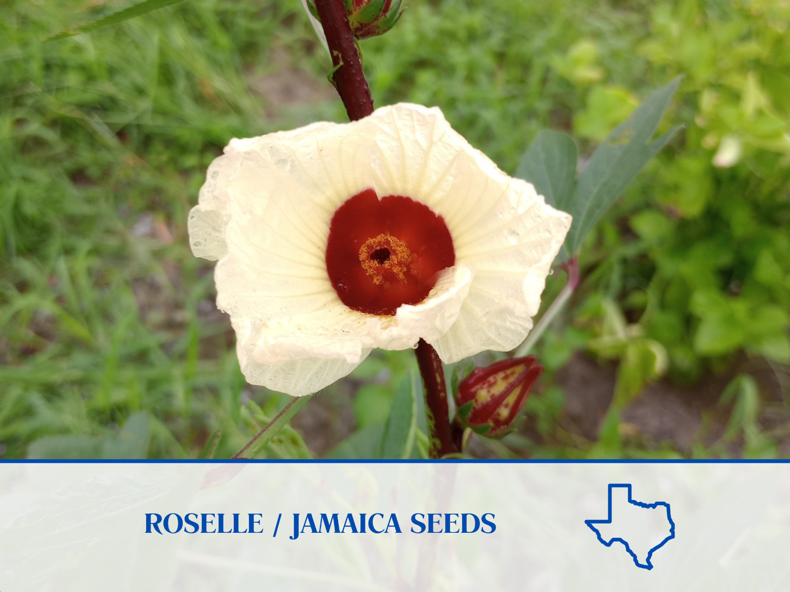 25 Roselle Seeds aka Jamaica, Hibiscus sabdariffa, White flower, Makes Tea