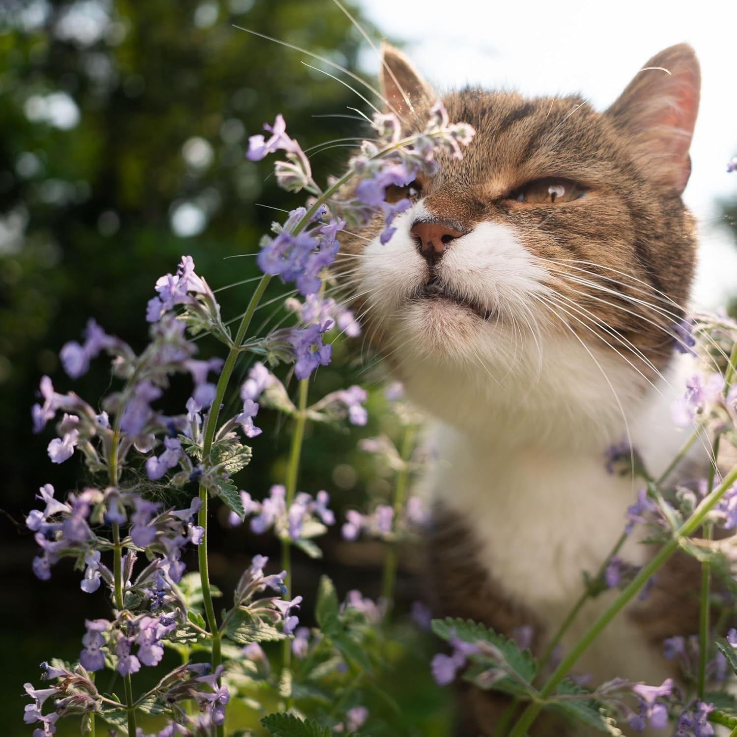 Catmint Seeds for Cats – 600 Heirloom Seeds for Planting Nepeta Mussinii – Peren