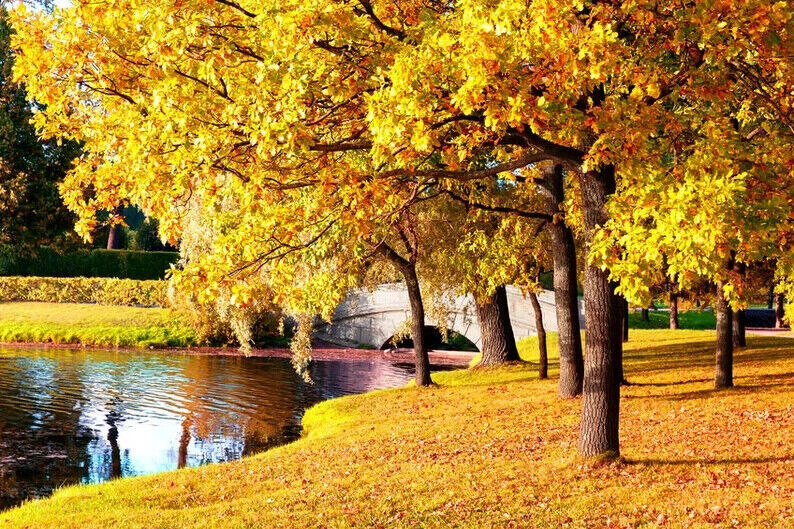 FAST GROWING TREE SEEDS: Sugar Maple (Acer Saccharum) | Size: 10-100 | Native
