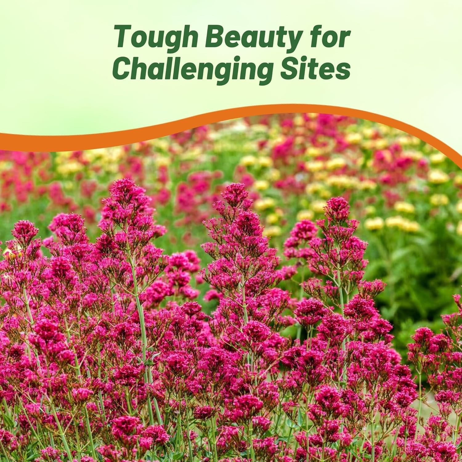 1000 Seeds Jupiter’s Beard Centranthus Ruber Red Valerian Flower Seed For