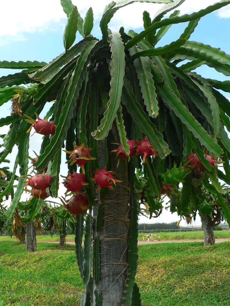 ~CAPISTRANO VALLEY~ WHITE DRAGON FRUIT Red Skin Wht Plup Pitaya 100+ Seed