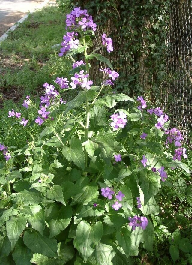 Lunaria annua | Money Plant | 25 Seeds