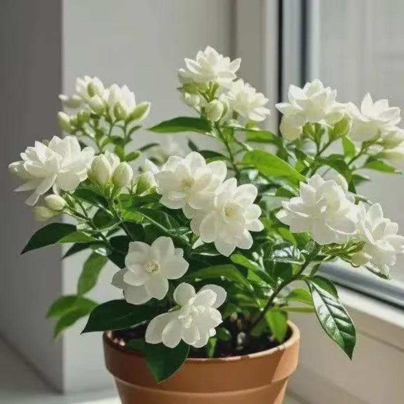 Weeping Jasmine Climbing Seeds 100+ – Garden Balcony Flower Vine