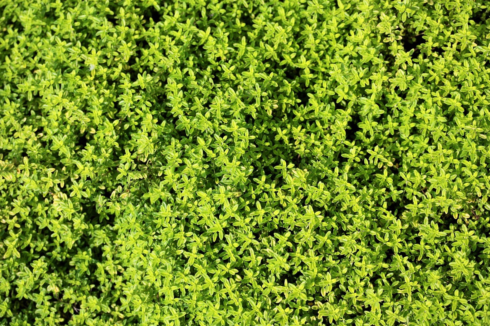 10,000 BULK LEMON THYME Thymus Pulegioides Herb Purple Flower Fragrant Evergreen