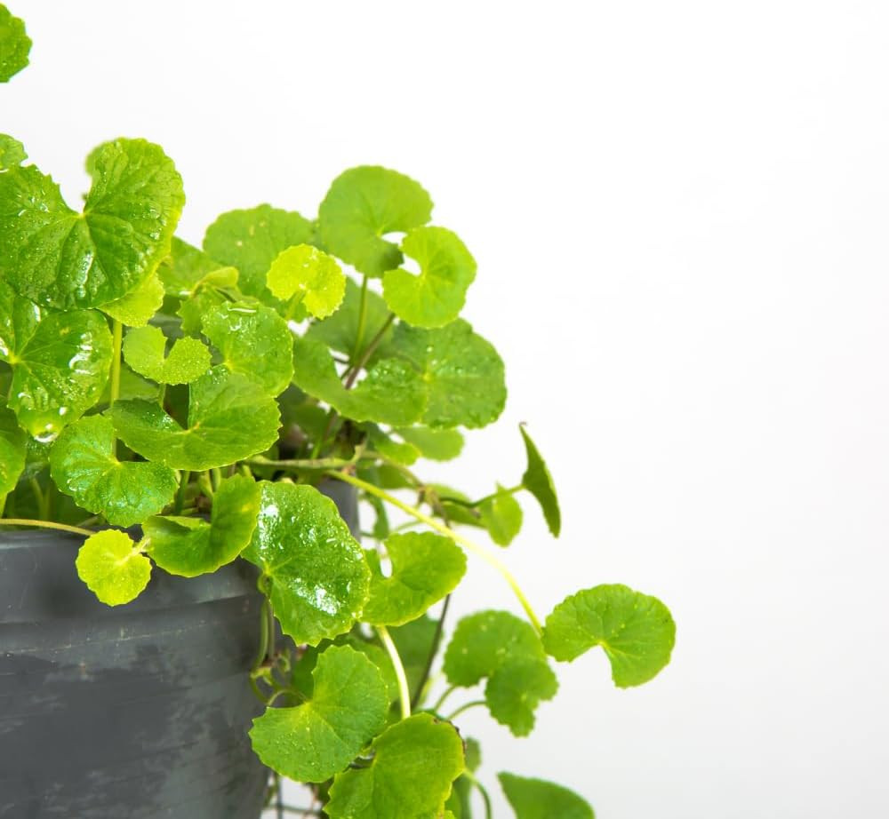 1100 Gotu Kola Seeds Centella Asiatica Non GMO Organic Heirloom Big Leaf