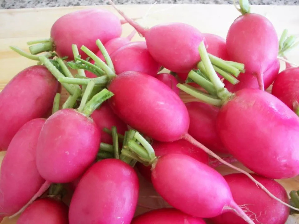 Lady Slipper Radish Seeds | Raphanus sativus Radishes Red Pink Daikon Seed 2024