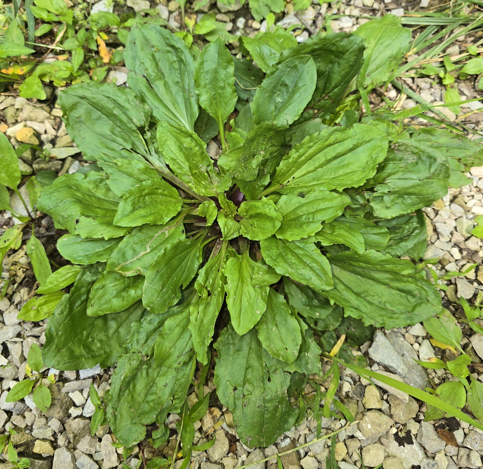 200+ Broadleaf Plantain Seeds