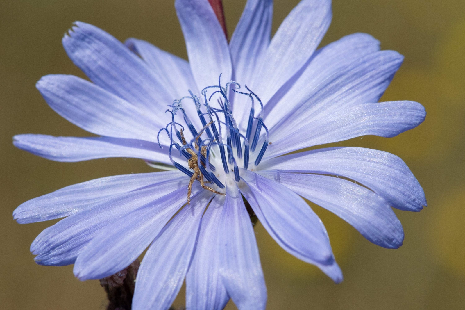 1000 CHICORY Blue Daisy Coffeeweed Succory Cicorium Intybus Flower Herb Seeds