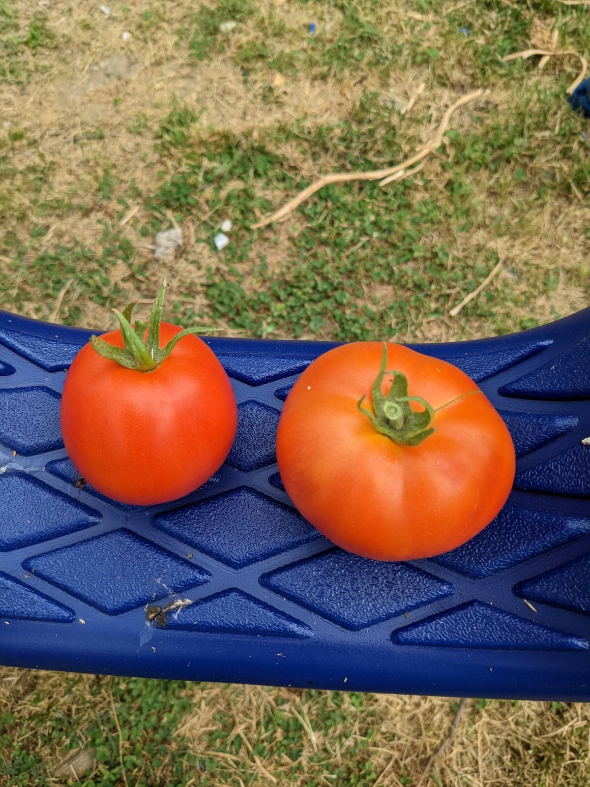 Beefsteak Tomato Seeds | NON-GMO | 100 Seeds| Indeterminate |