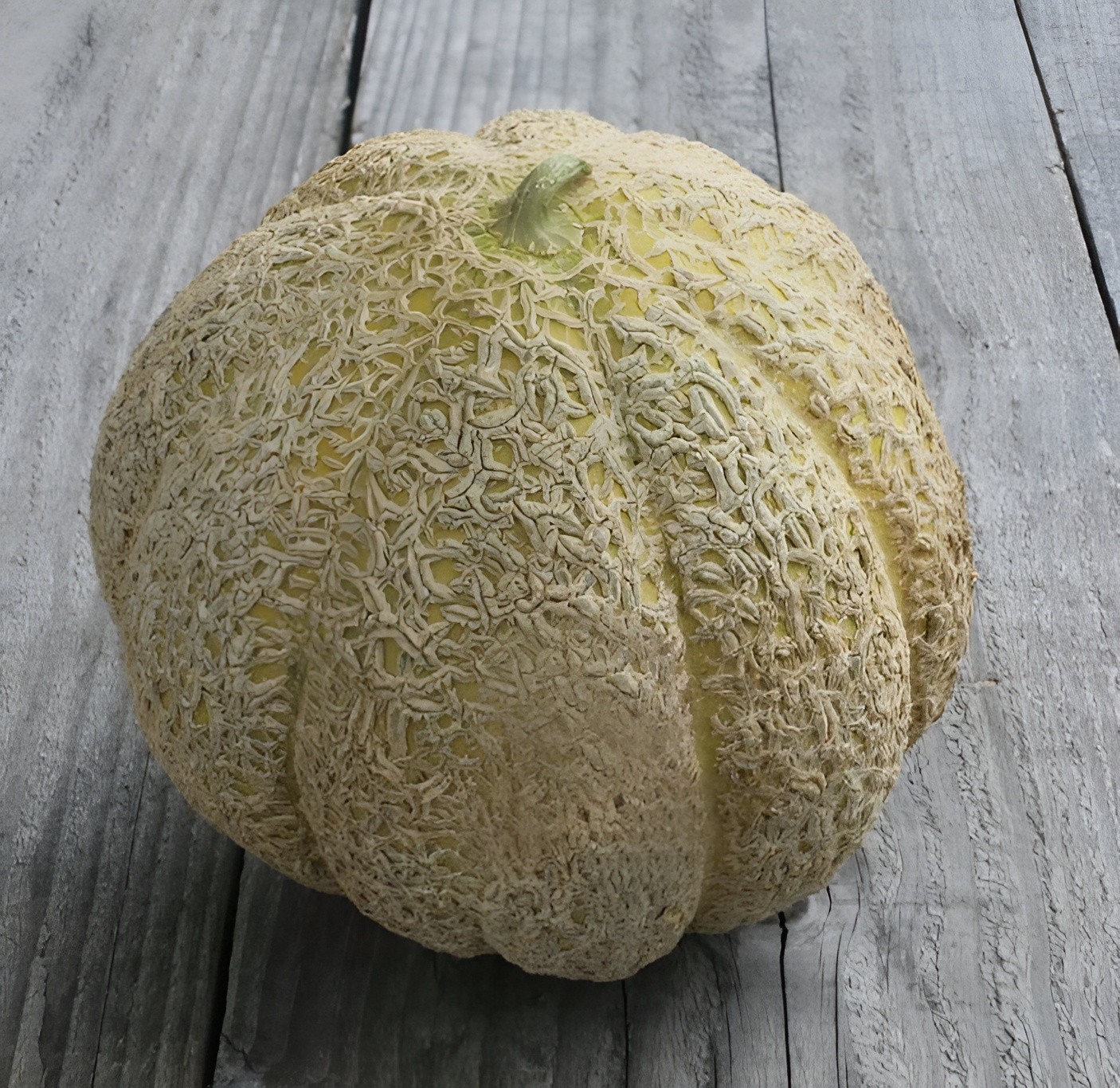 40 Heirloom Schoons Hardshell Melon Seeds Rare Old Timey Cantaloupe – 4-5 Pounds