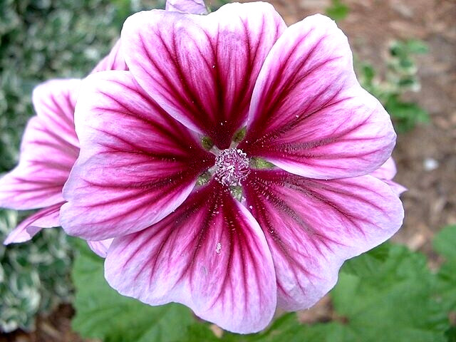 ZEBRA MALLOW 100 SEEDS, WHITE w/PURPLE, ZEBRA STRIPED FLOWERS, MALVA SYLVESTRIS
