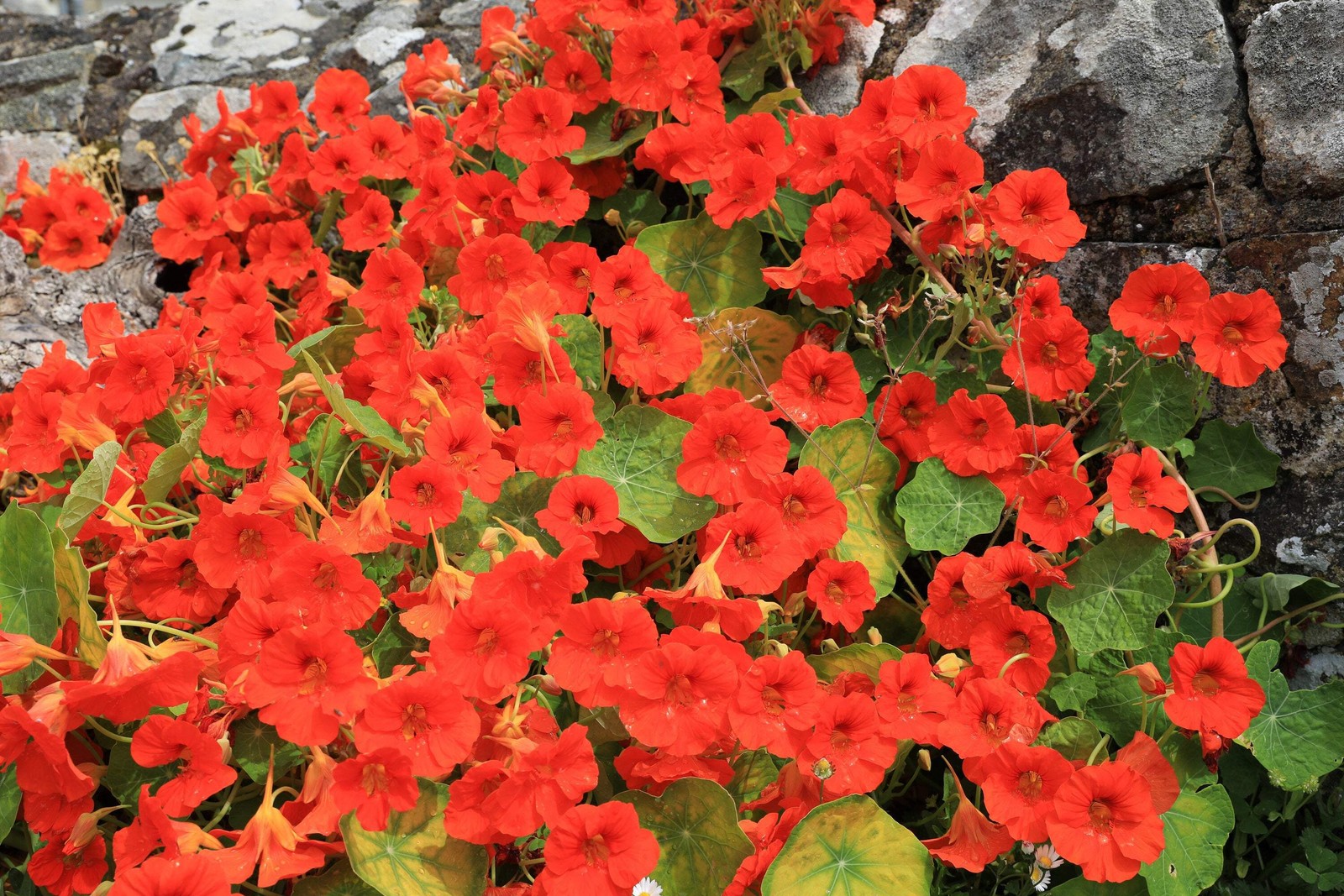 25 Dwarf RED EMPRESS NASTURTIUM Tropaeolum Nanum Hummingbird Flower Seeds