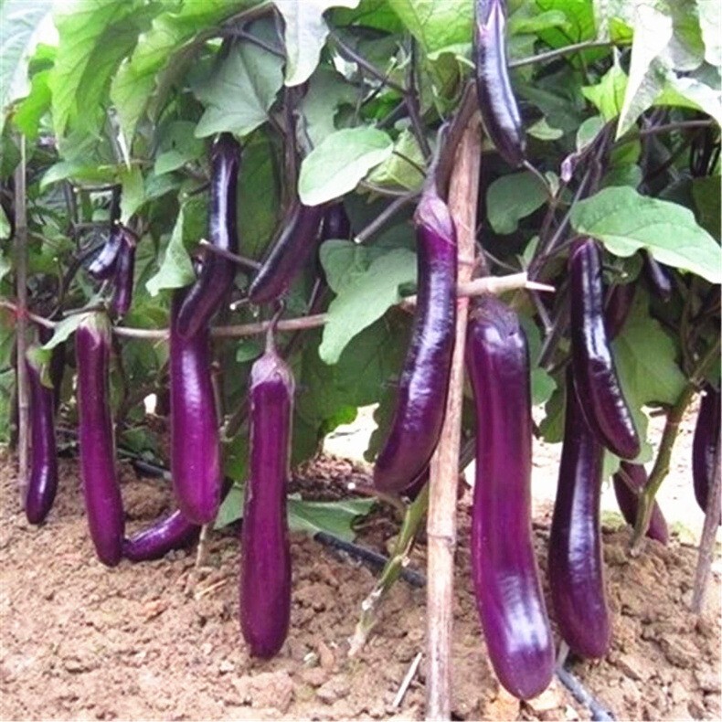 100+Chinese Eggplants Seeds Long Purple Eggplants Aubergine Asian Vegetable USA