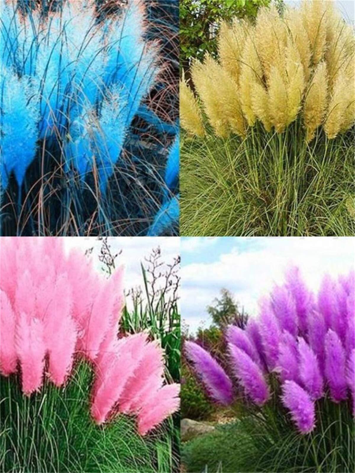 100+ Pcs Pampas Mix Color Grass Seeds Cortaderia selloana Seeds Rare Plants Deco