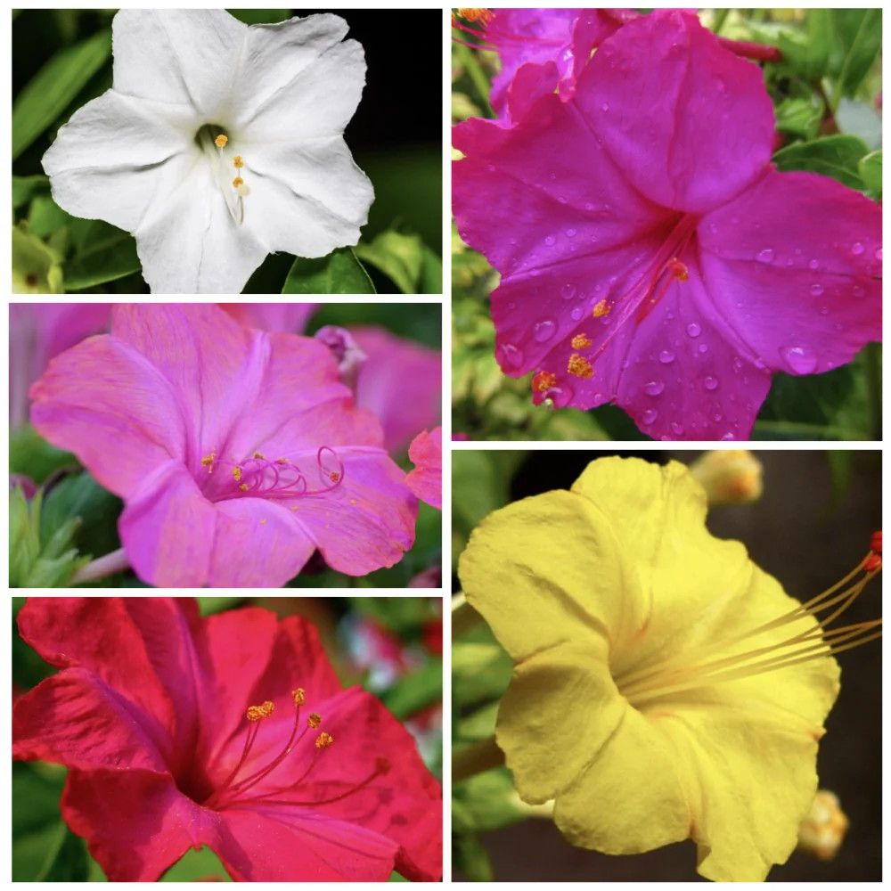 Mixed Four O’ Clock Seeds For Planting (Mirabilis jalapa)