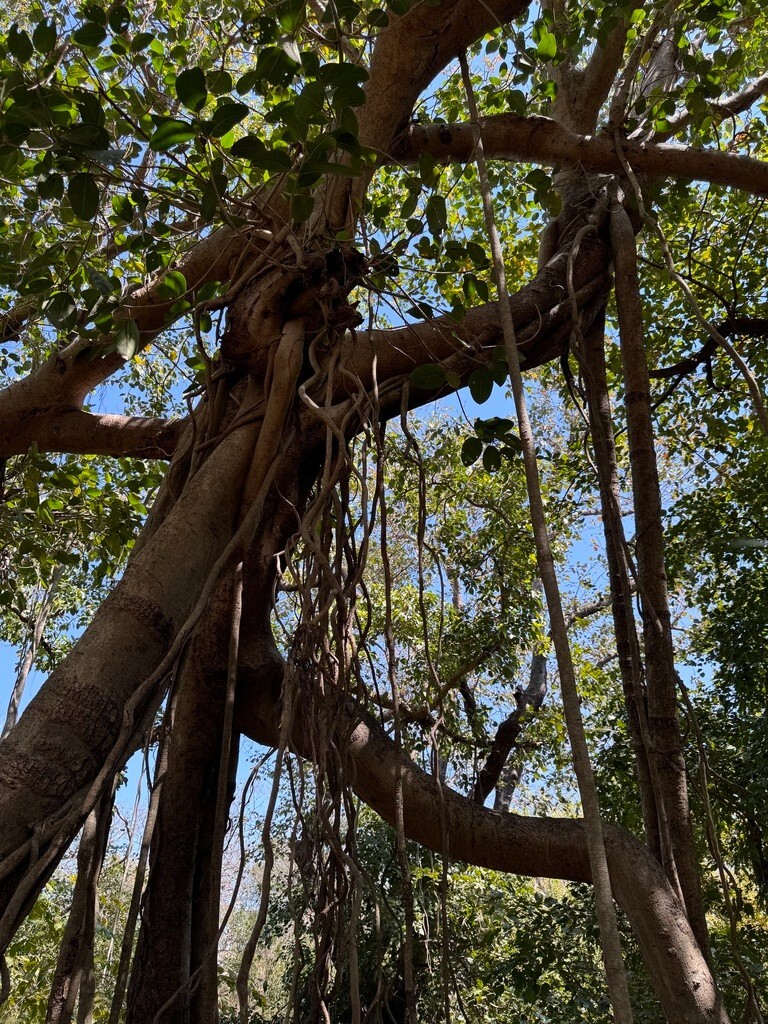 Ficus Benghalensis Tree Seeds, Banyan Fig Seeds, Bengal Fig, Bonsai, Indian