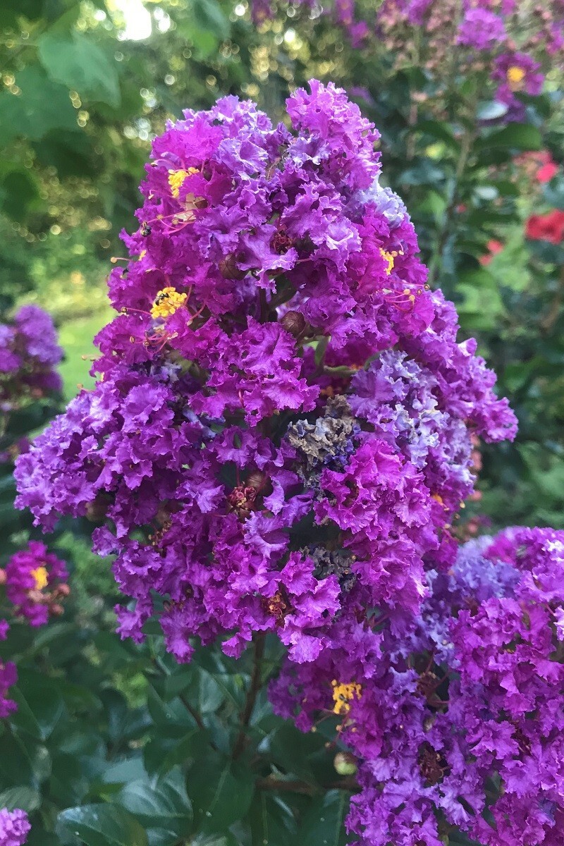 Dwarf Crape Myrtle | Dwarf Purple Velvet | 20 seeds