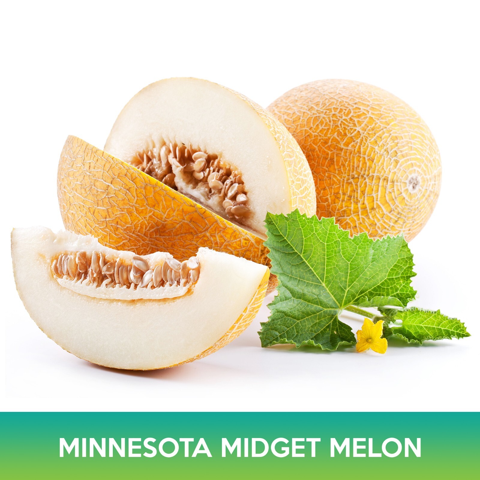 Minnesota Midget Melon Seeds