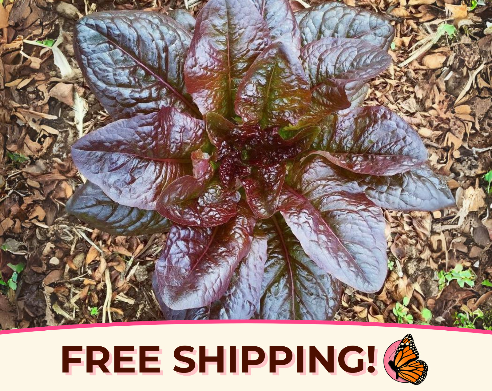 7000+ Lettuce Seeds ‘Cimmaron’ | Heirloom, Non-GMO, Vegetable Gardening Seed