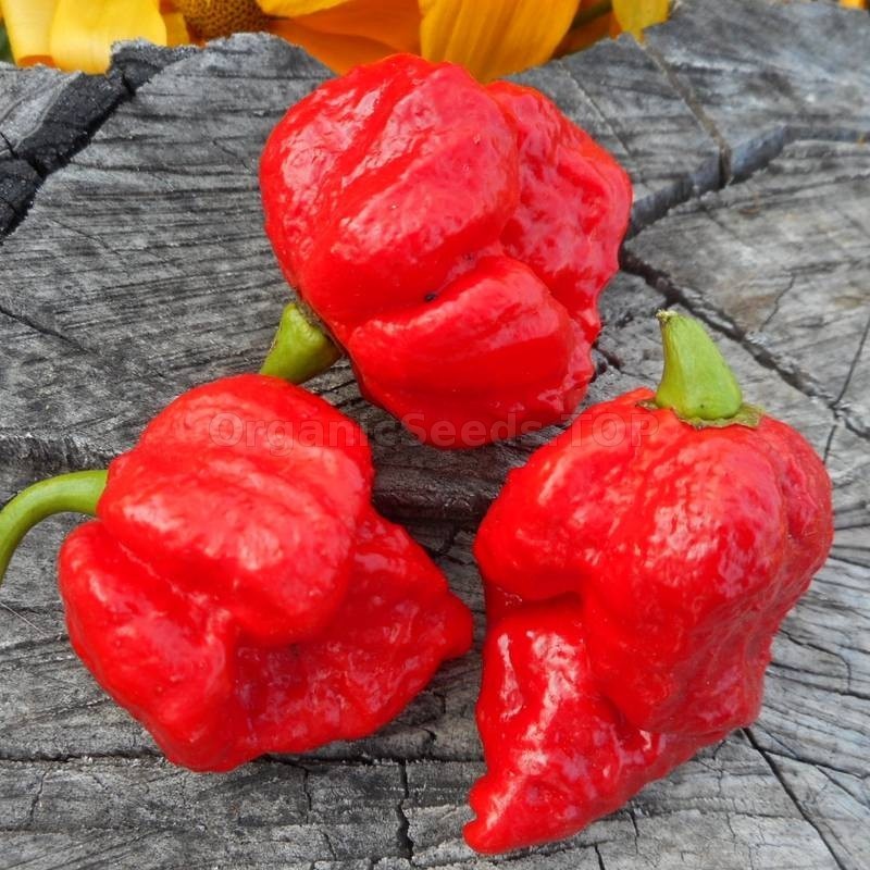 20 Super-Hot Moruga Red Scorpion Premium | NON-GMO | Pepper Seeds-B 55