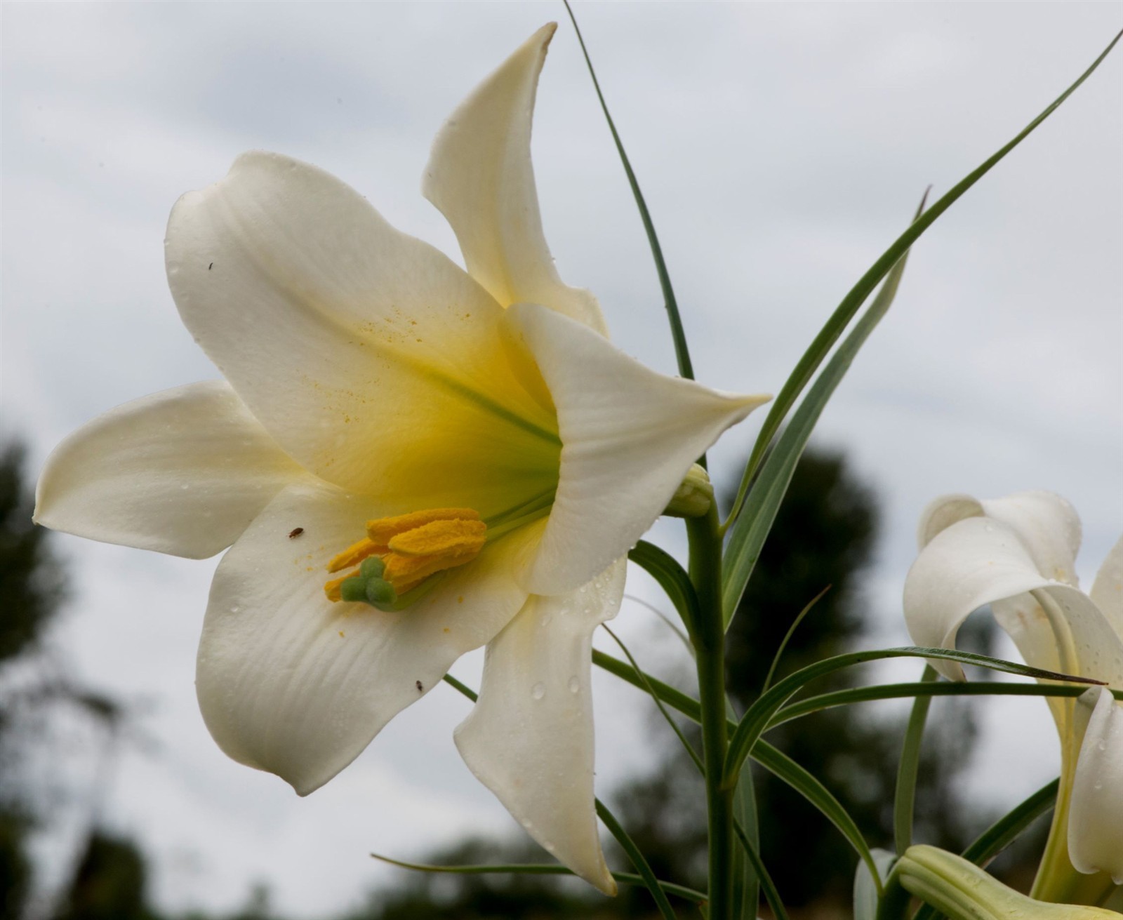 Lilium wallichianum | 10_Seeds