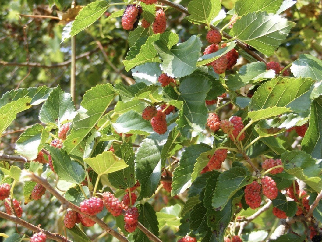 12-24″ tall Red Mulberry (Morus rubra) plant, bare root