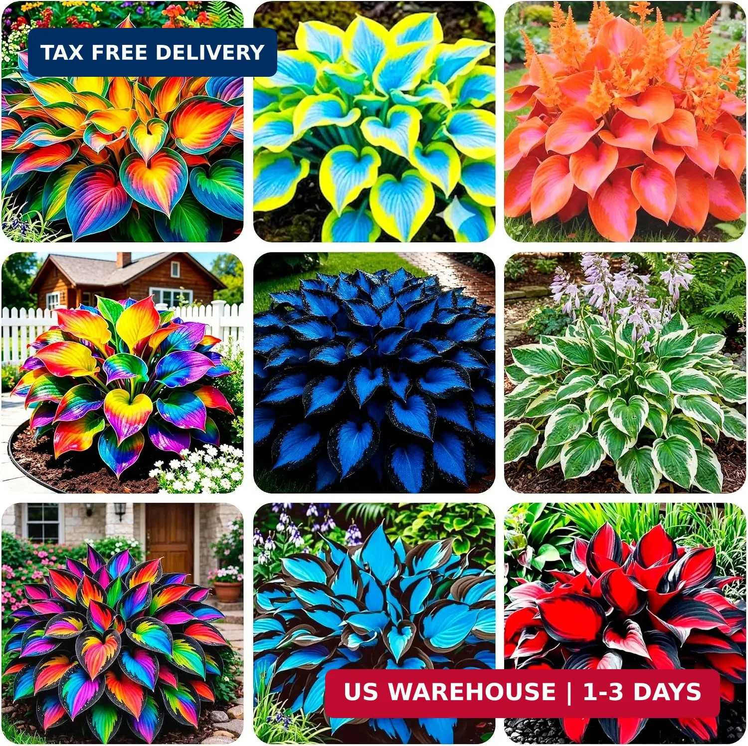 250+ USA Premium Seeds Rare Perennial Hosta Flower Seed for Planting Outdoors Ga