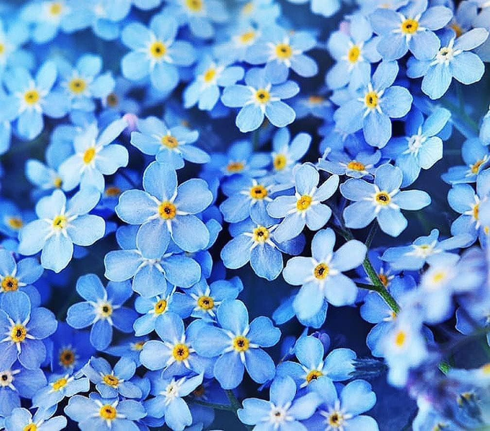 GMO-Free Forget Me Not Seeds – 5000 Pack Perfect for Spring and Summer Blooms