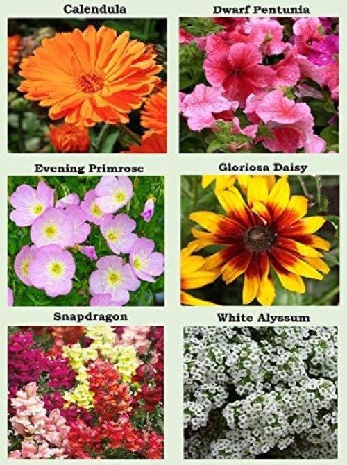 25 Pack Heirloom Flower Seeds – Colorful Varieties for Spring to Fall Bloom