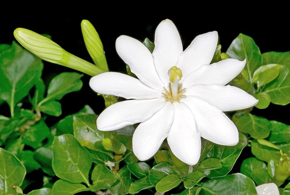 Gardenia Thunbergia aka Wild Gardenia 5 Seeds Free Shipping!