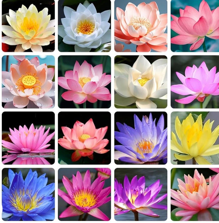 20 Pcs Lotus Water Lily seeds Mixed colors Nymphaeaceae Free Shipping