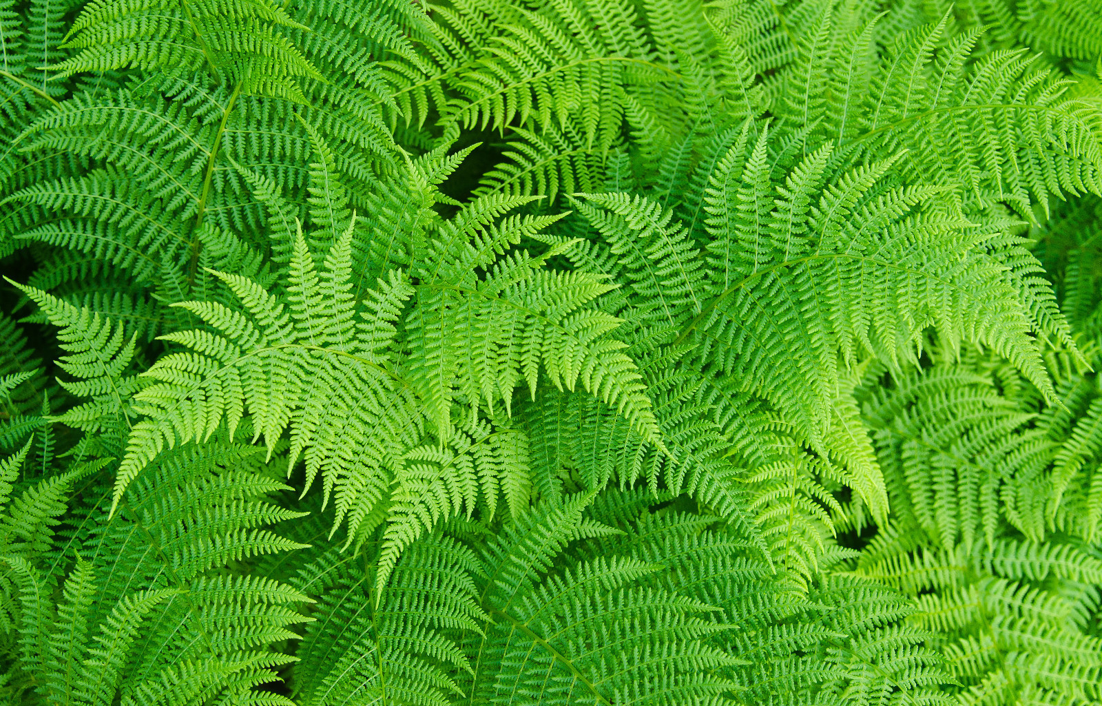 LADY FERN 1003 SPORES (SEEDS*) FILIX FEMINA, COLD HARDY, LARGE UP TO 3′ TALL
