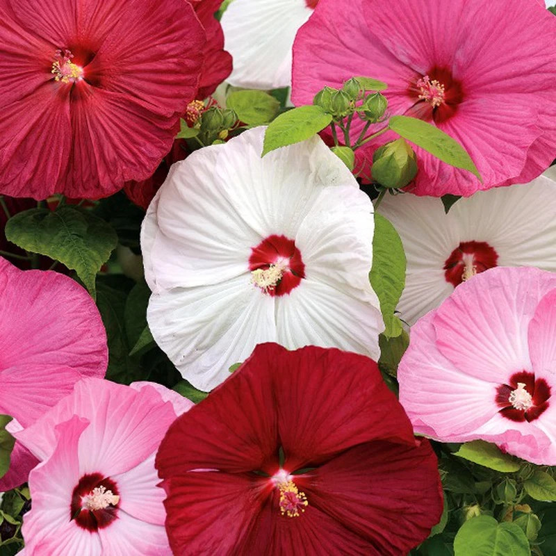 50+ Hibiscus Luna seed mix, red/white/pink, Fresh USA Seller, Free Shipping.