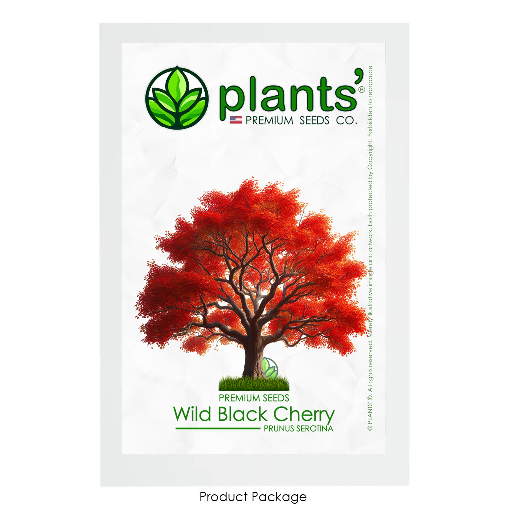 Wild Black Cherry Tree | Premium Seeds | Prunus serotina ‘Fall’ | Plants’®