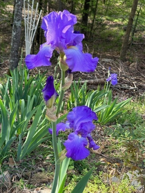 1 purple Bearded Iris Rhizome root ~ Bulb ~Rhizomes ~ Tall Heirloom