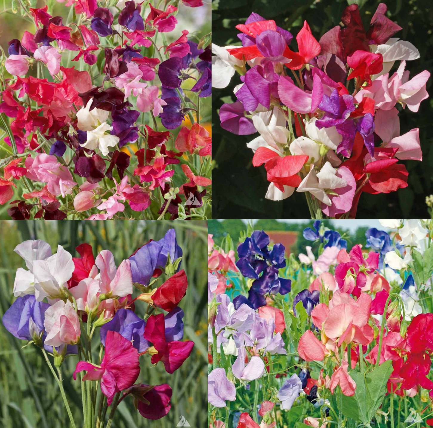 Landscaper’s Pack SWEET PEA MIX Flowers Fragrant Climbing Vine Non-GMO 150 Seeds