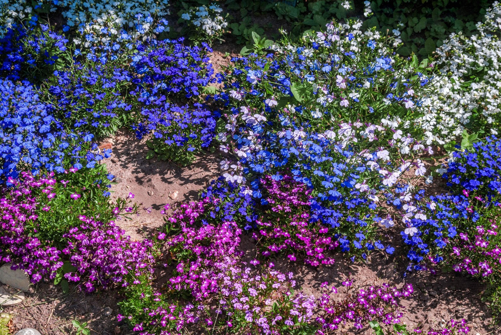 200 MIXED COLORS LOBELIA Regatta Lobelia Erinus Flower Seeds