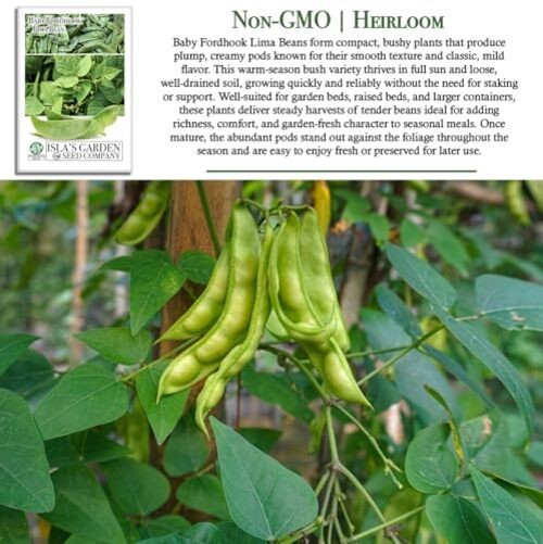 Baby Fordhook Lima Bean Seeds (Bush Lima, Phaseolus lunatus) – 25 Non GMO