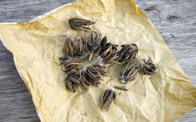 10 Mixed Ranunculus Bulbs (‘Claws’) Zone 8-10