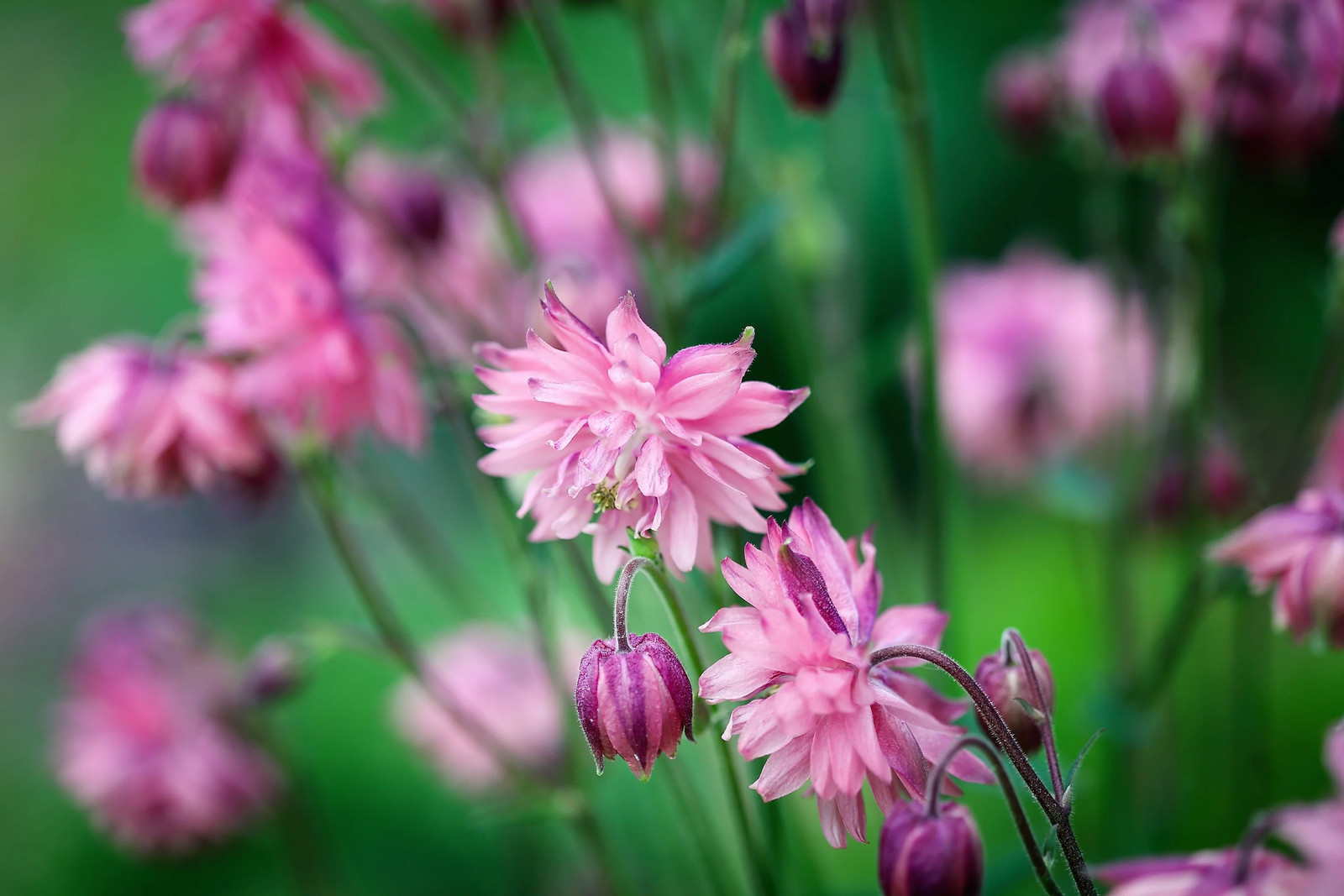 100 Mixed TALL DOUBLE COLUMBINE Aquilegia Vulgaris Red Pink Purple Flower Seeds