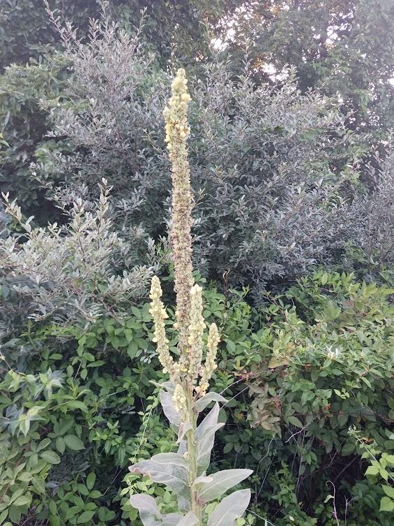 1500 Great Mullein Seeds, (Verbascum thapsus). Seeds From Healthy Parent Plants.