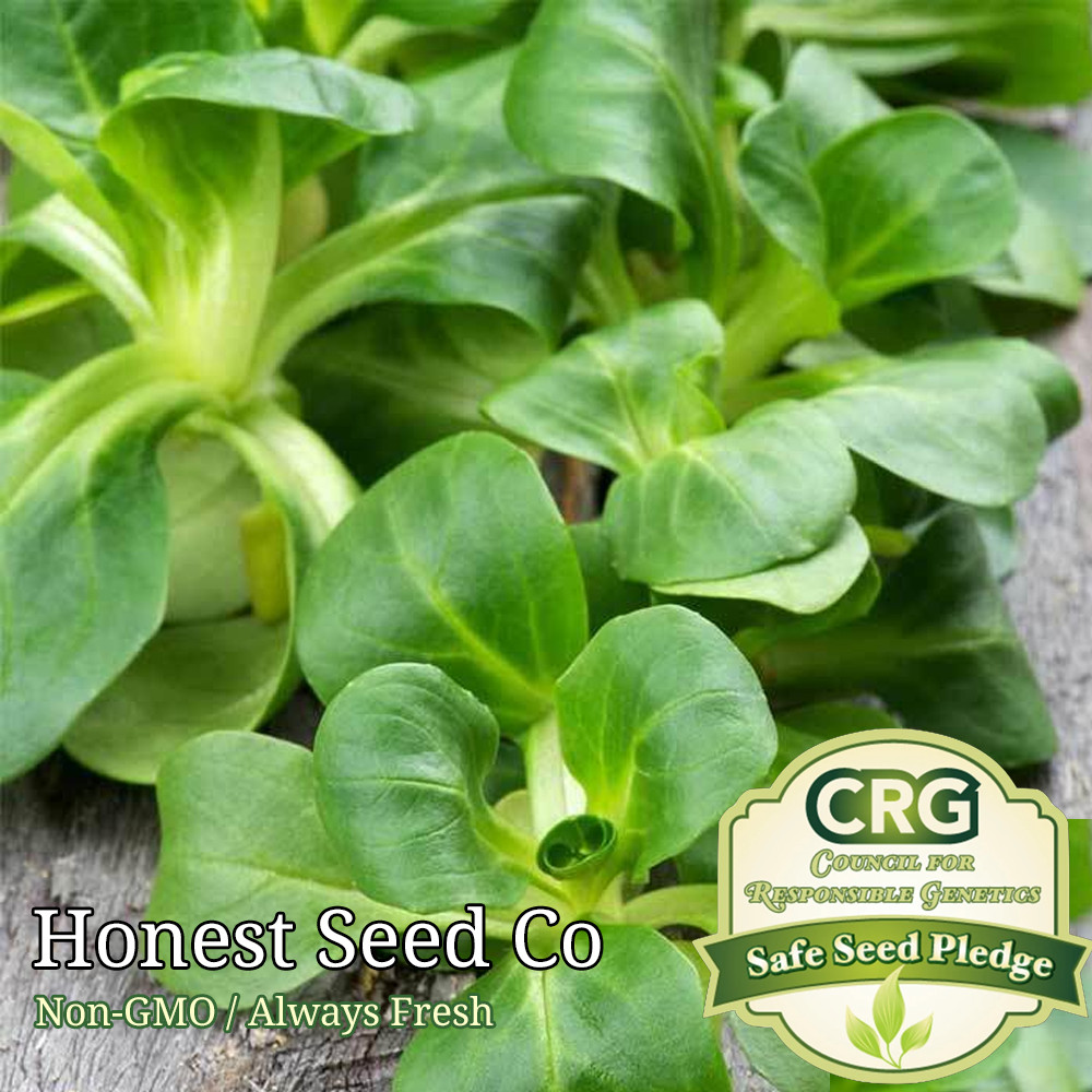 Mache Corn Salad Lettuce – Broad Leaf | Non-GMO Vegetable Seeds